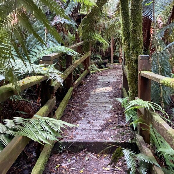 atdw-AU0414217-5f167c3bf599ab8918c4d4c5-2000×1500 Tuesday 3/11/26 Achilles Toolangi 8km Hike 16km Trail Run